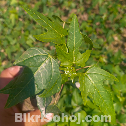 অরিজিনাল শাহী পেঁপে চারা - ৩ বছর প্রচুর পরিমাণে ফলন‌ দেয়